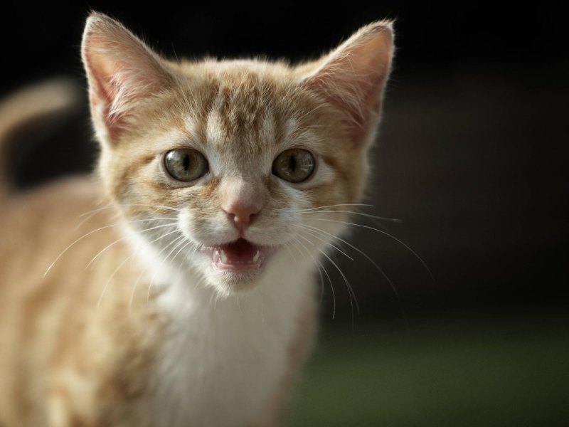 Katze