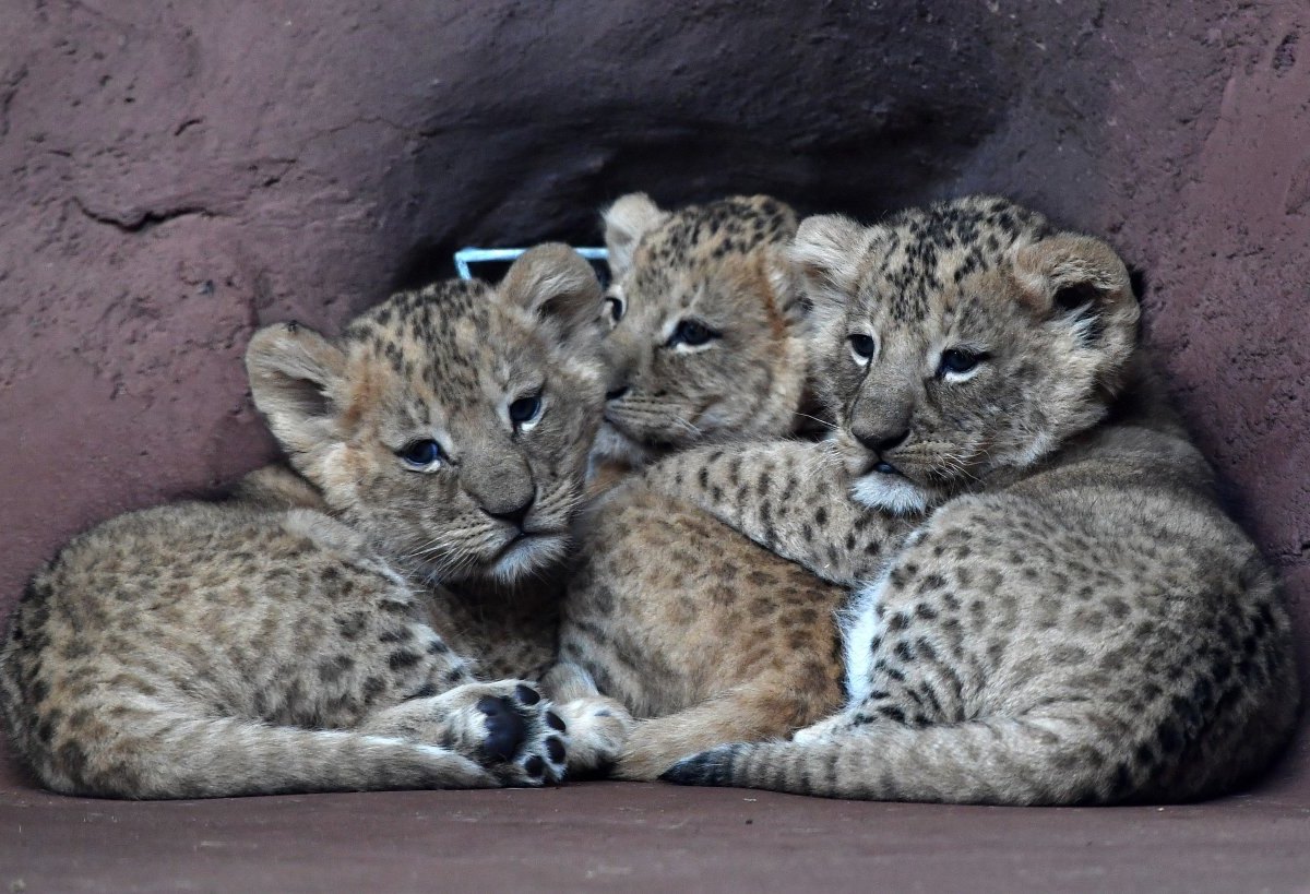 Löwen-Babys Zoo Erfurt.jpg