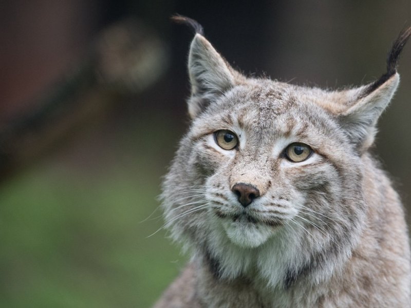 Luchs
