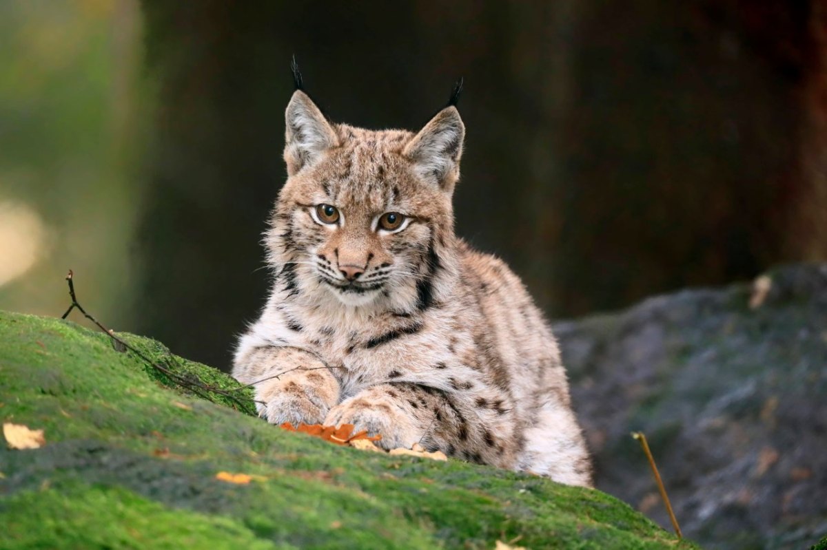 Luchs Thüringen