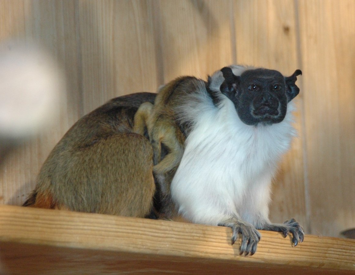 Manteläffchen im Thüringer Zoopark Erfurt