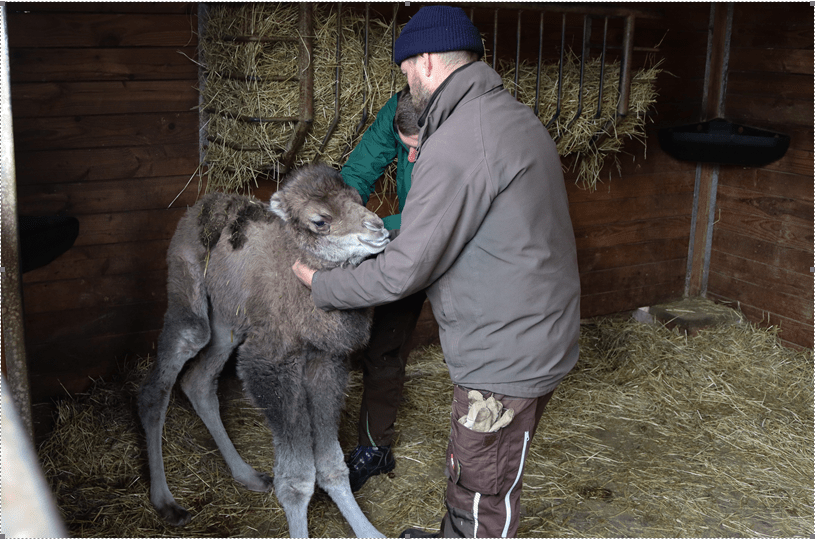 Nachwuchs_Zoo Erfurt.png