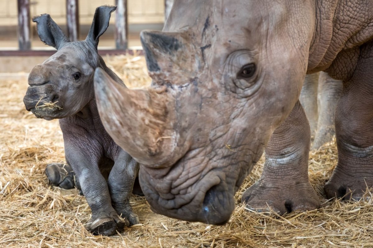 Nashorn-Nachwuchs im Thüringer Zoopark