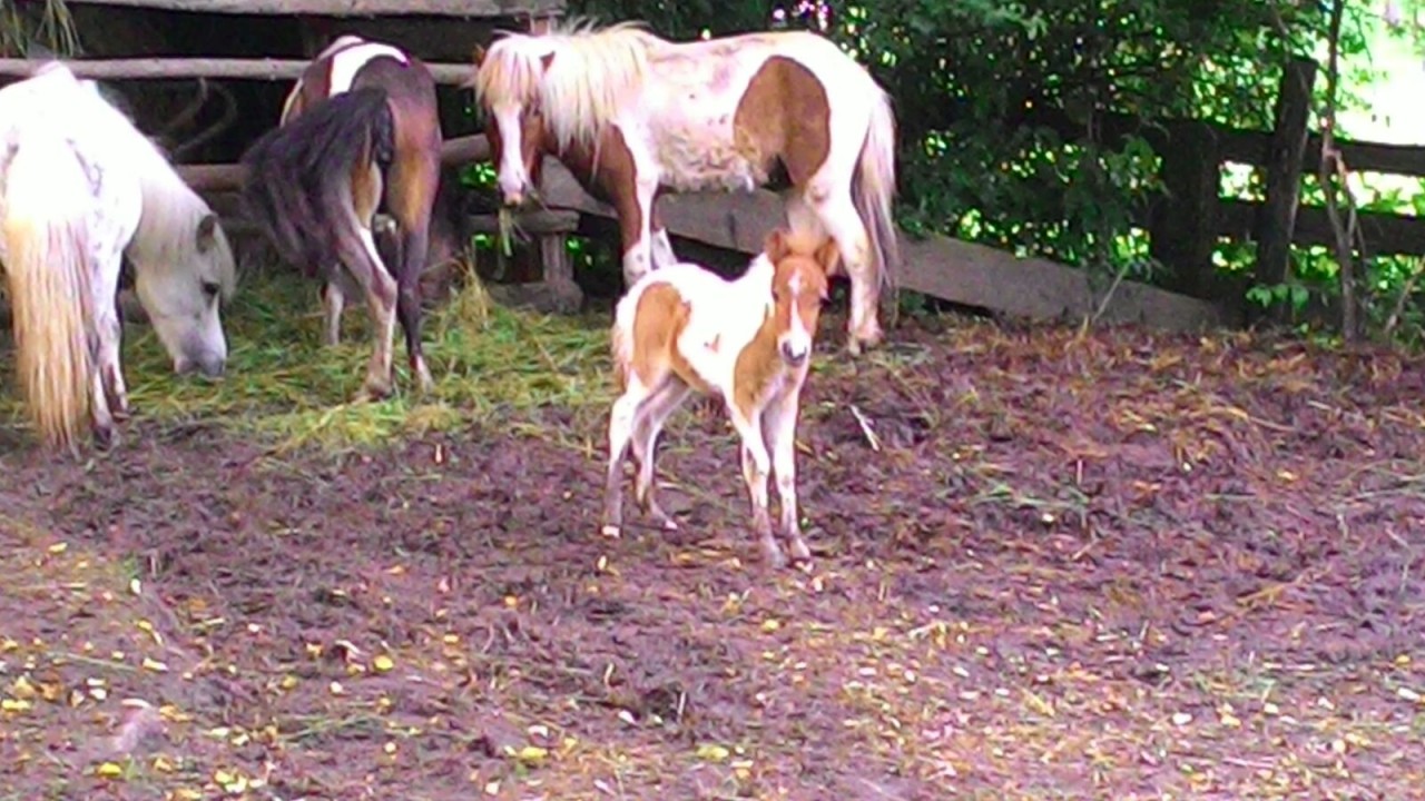 Shetland-Pony Nelson wurde nur sechs Wochen alt.