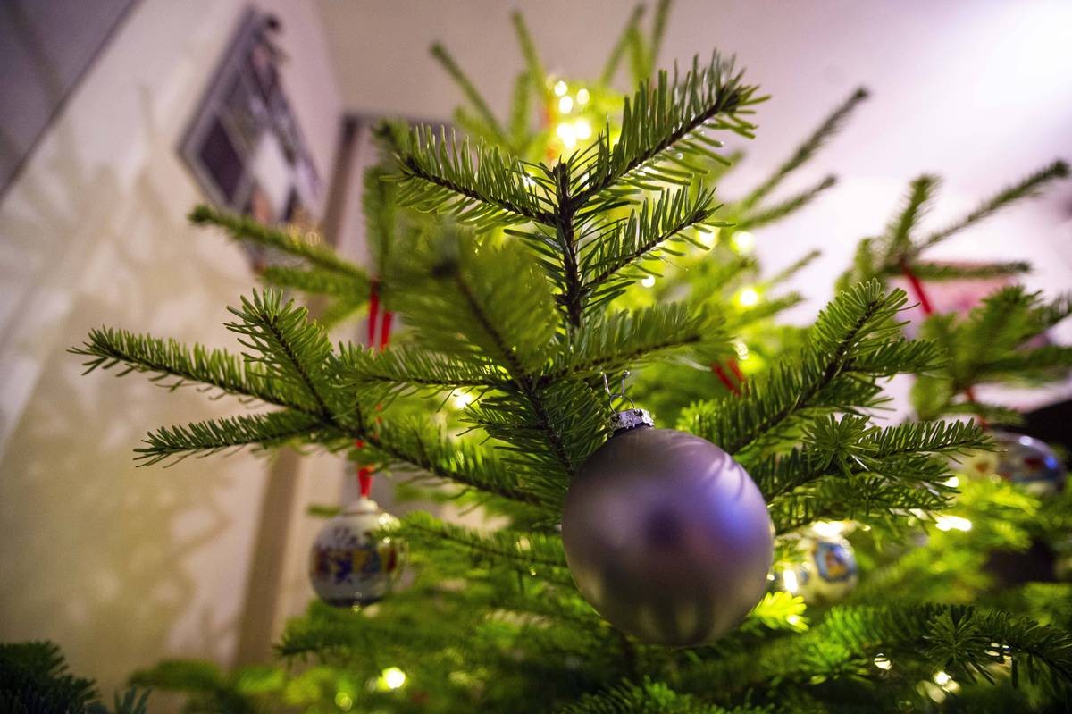 Obi in Erfurt: Eine festliche Tanne gehört für viele an Weihnachten dazu. (Symbolbild)