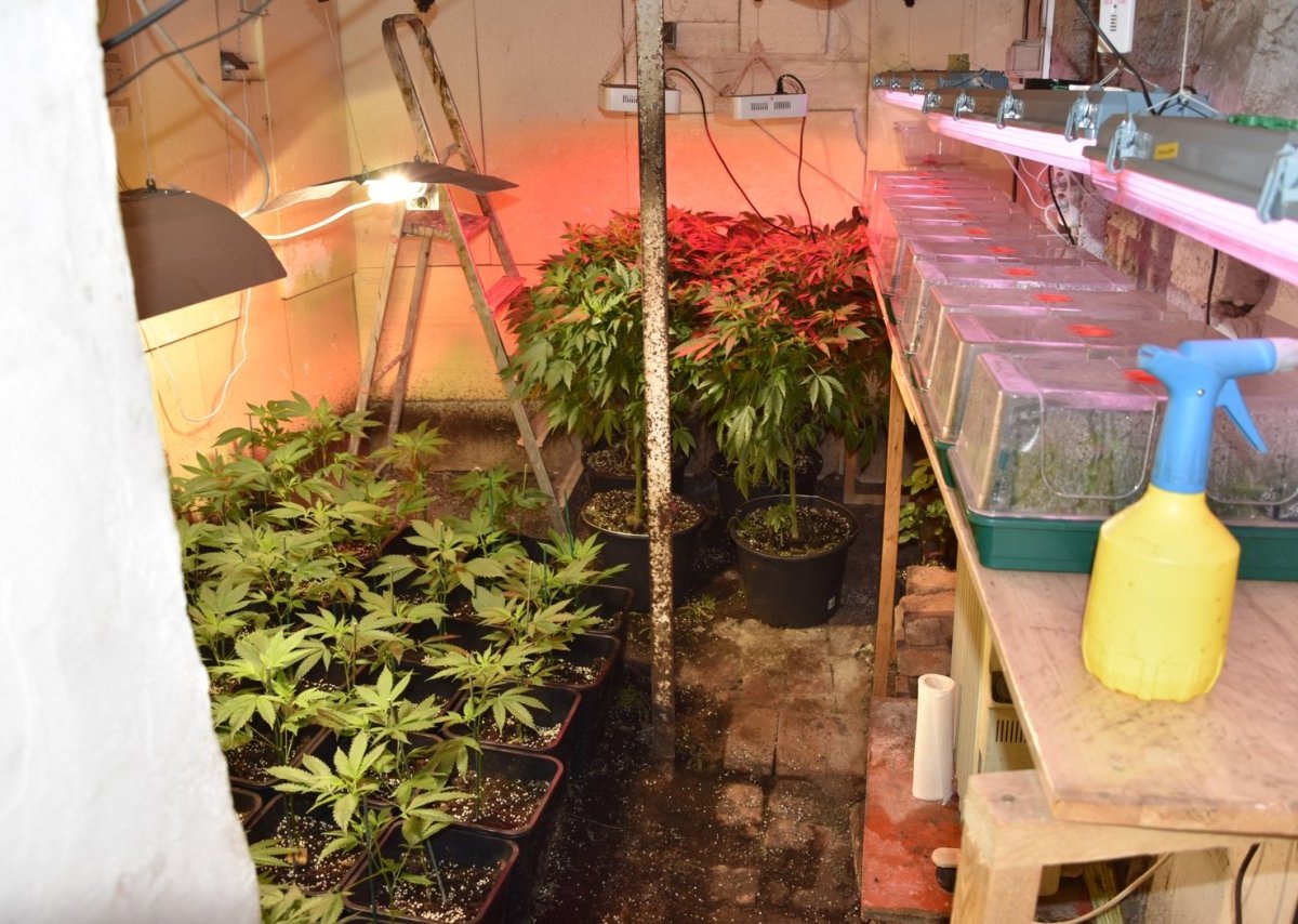 Polizei hebt Cannabis-Plantage in Nordhausen aus