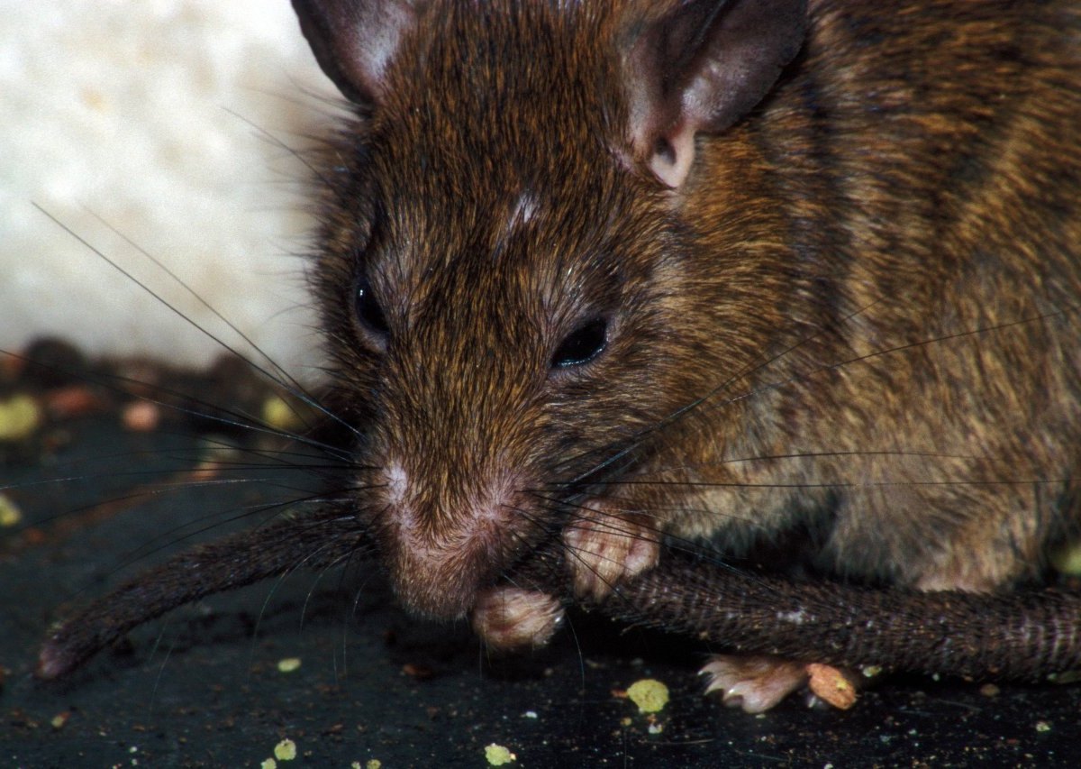 Ratte Riesenratte Rattenschwanz