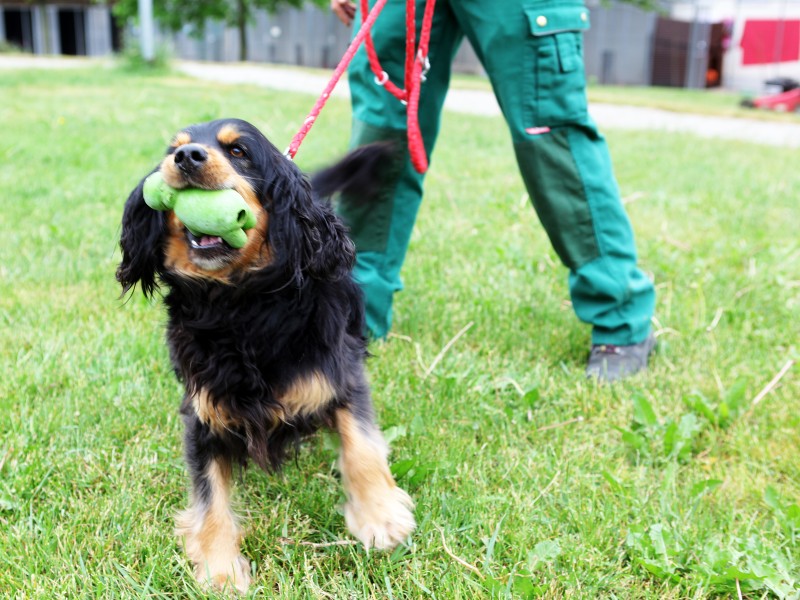 Der sechsjährige Rocky wohnt seit 2014 im Tierheim. Der Cocker-Spaniel-Mix würde gerne zu einer kinderlosen Einzelperson ziehen.