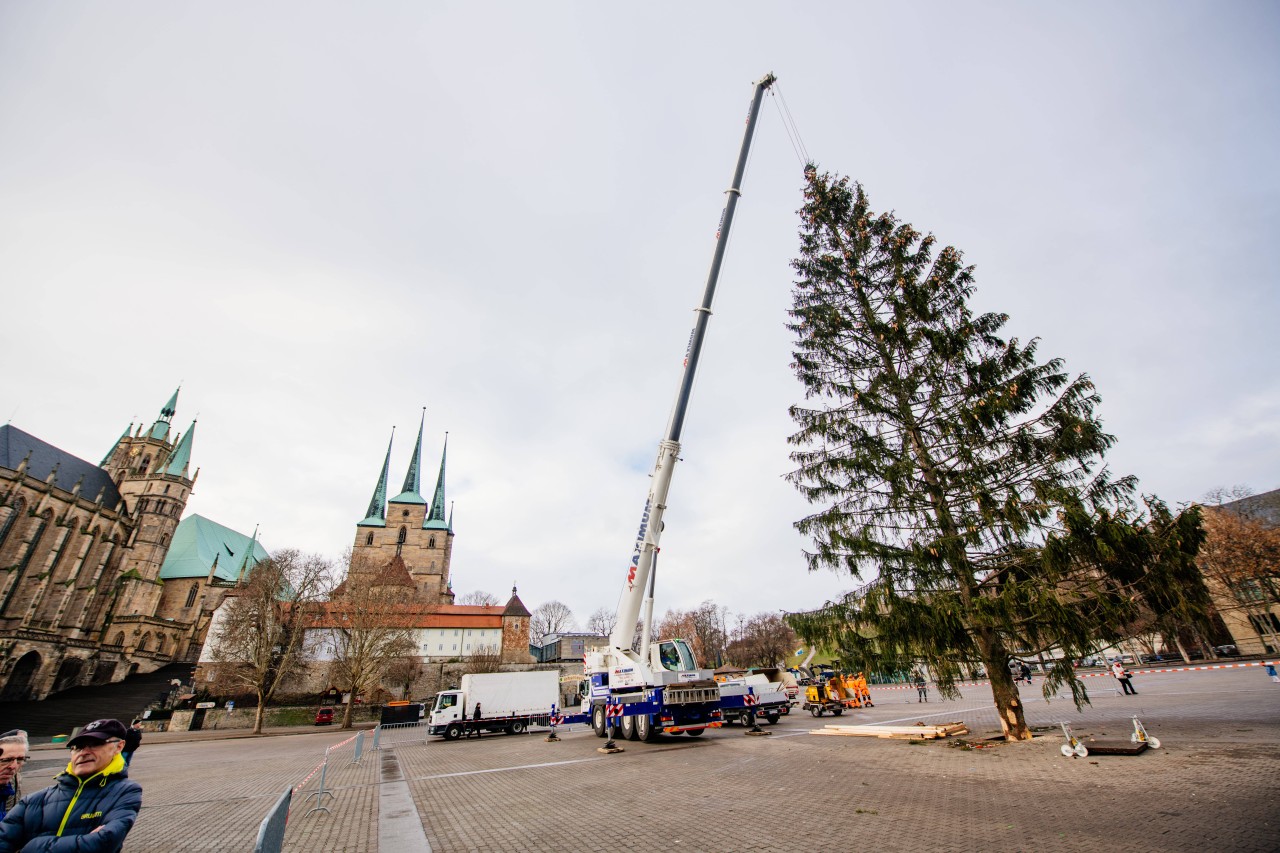 Eine Erfurter Legende: Weihnachtsbaum „Rupfi“.