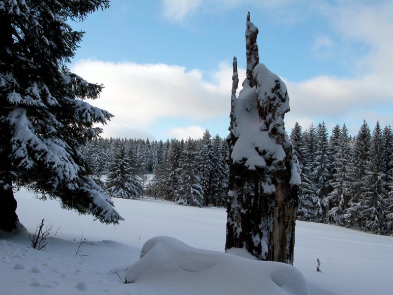 Schnee Thüringer Wald Baumstumpf