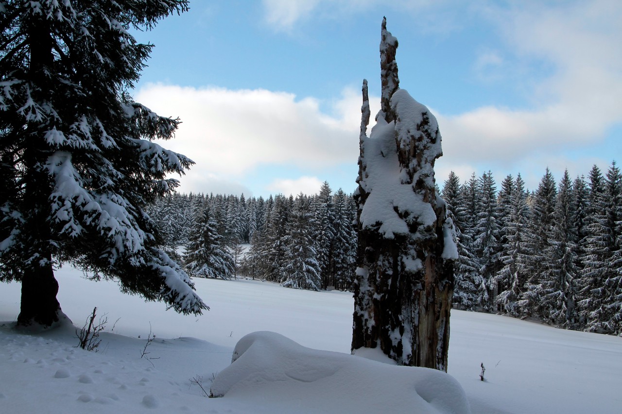 Viele naturliebhaber zittern um den Thüringer Wald. Seit drei Jahren verzeichnet der beliebte Ausflugsort herbe Verluste. (Archivbild)