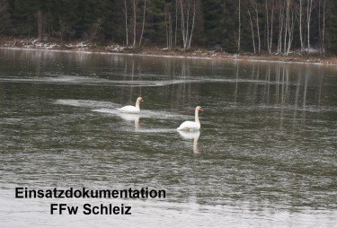 Schwäne im Schleizer See.jpg