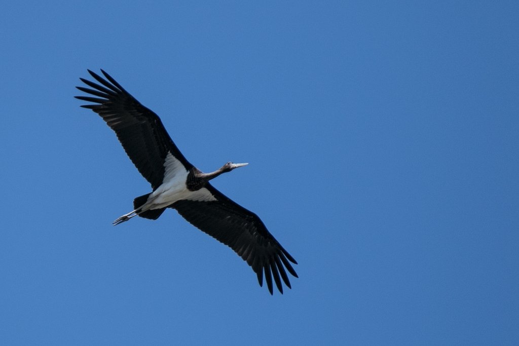 Schwarzstorch im Flug