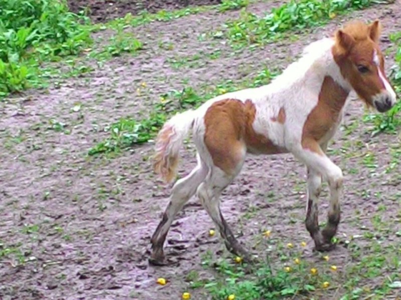 Shetlandpony Nelson Tautenhain