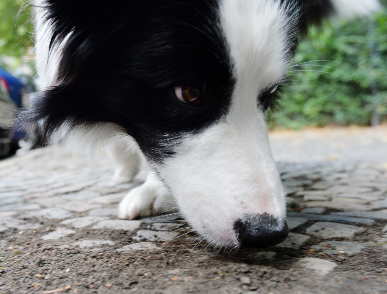 Hundehalter müssen in Thüringen auf ihre Tiere aktuell sehr gut aufpassen. (Symbolbild)