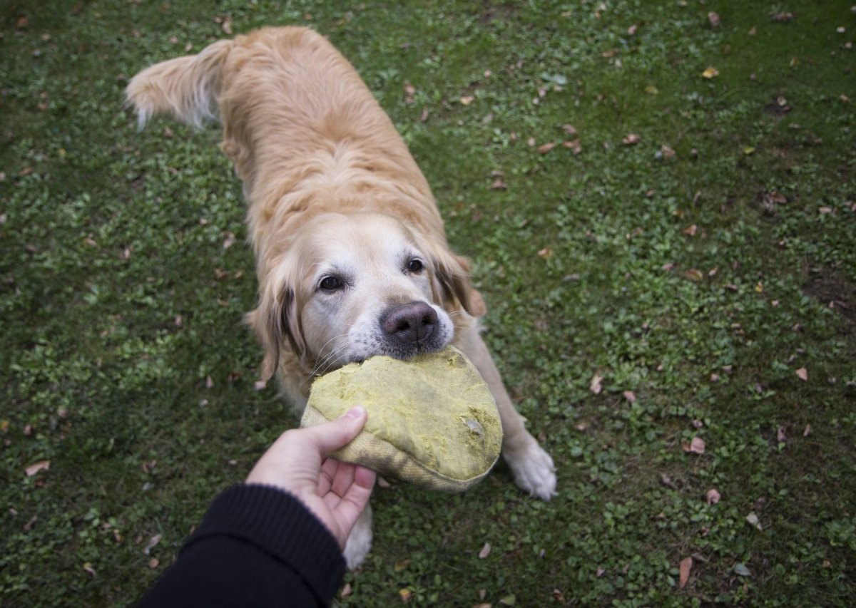 Thüringen-Hund.jpg