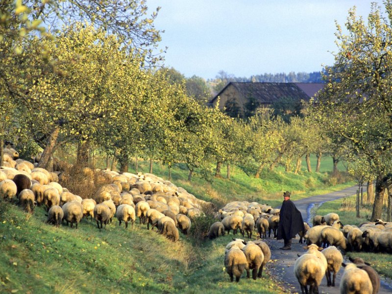 Thüringen-Schäfer