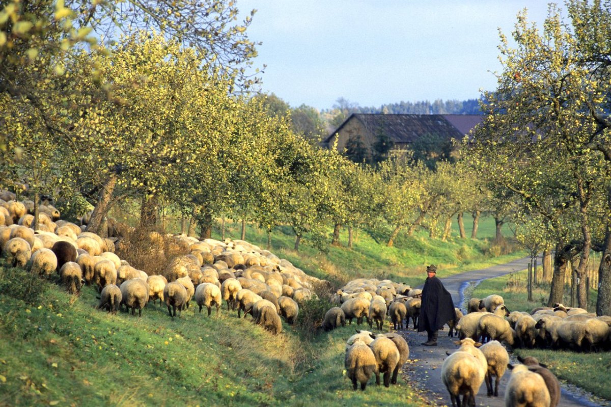 Thüringen-Schäfer