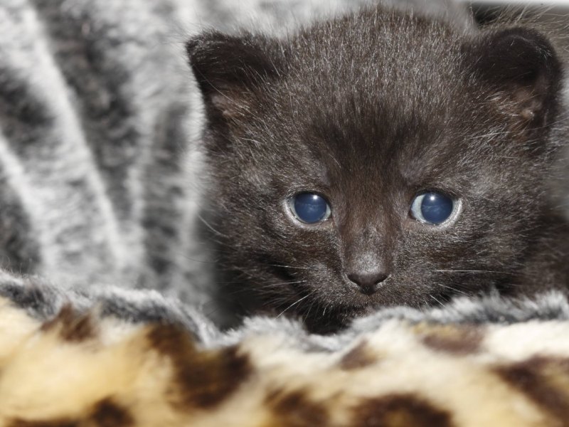 Thüringen-Tierheim-Katze