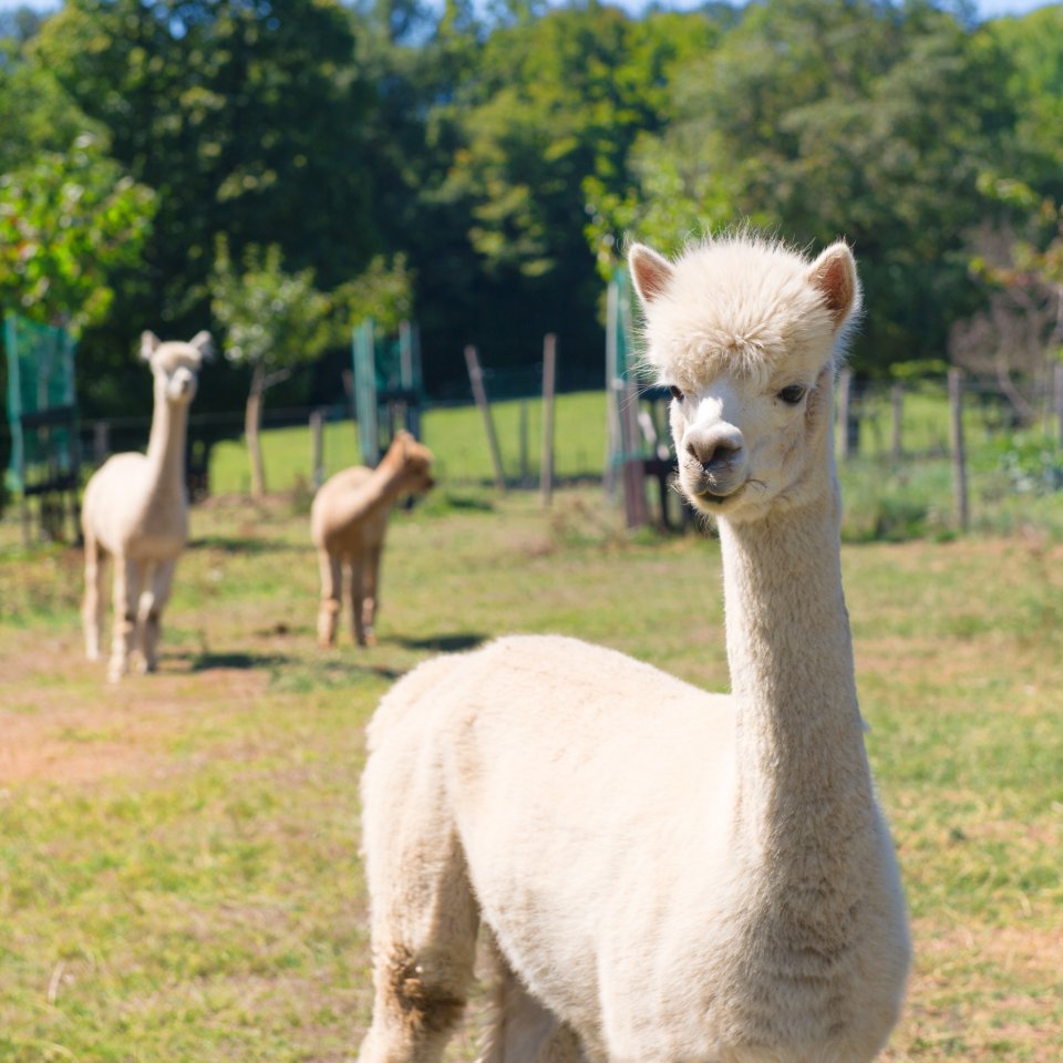 Thüringen Tierpark.jpg