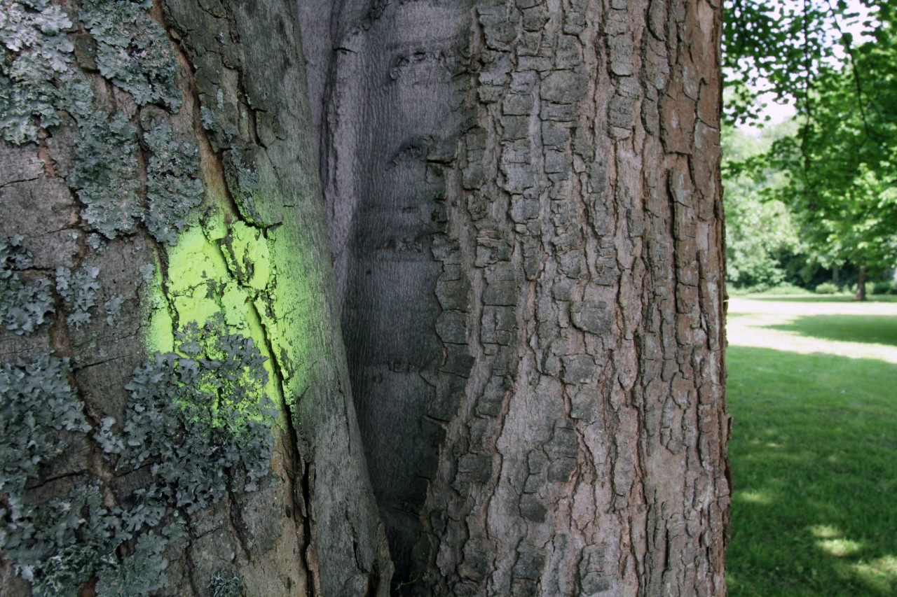 Grüner Punkt = ein „Zukunftsbaum“.