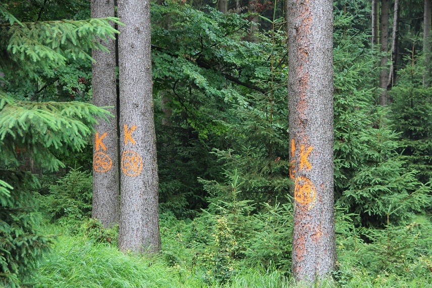 Das K steht für „Käferbaum“.