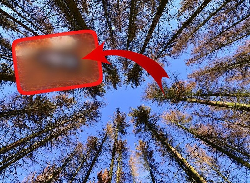 Thüringen-Wald