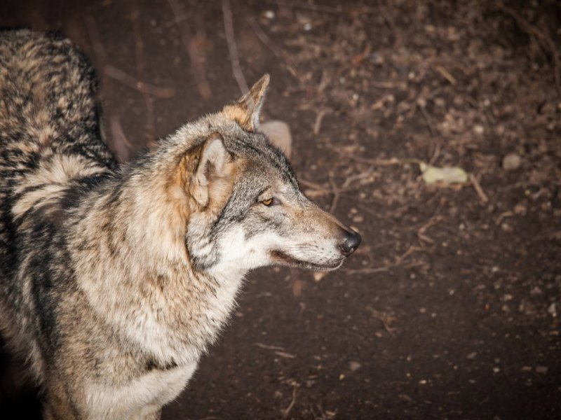 Thüringen-Wolf