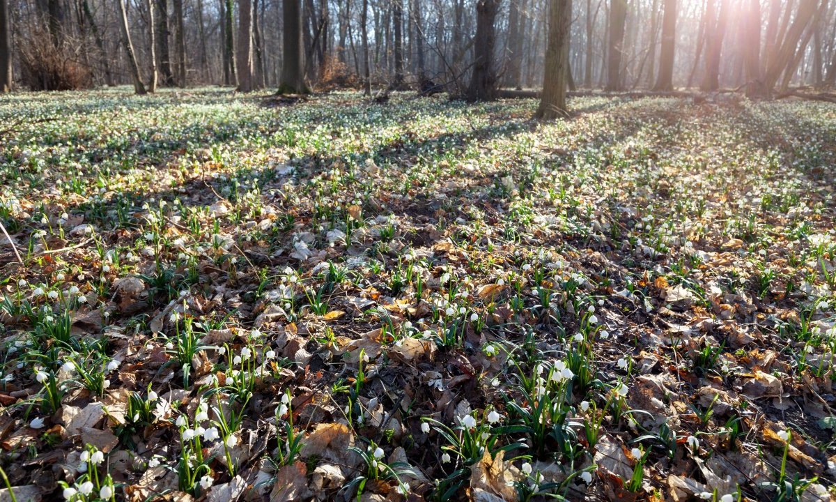 Thüringen wald.jpg