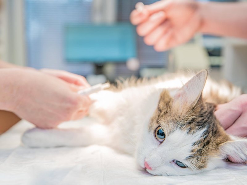 ThüringenKatze.jpg