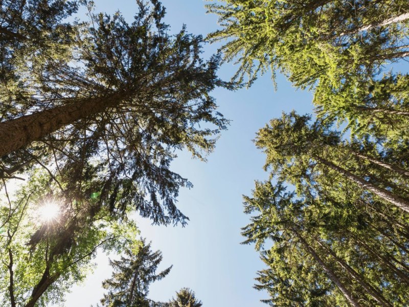 ThüringerWald.jpg