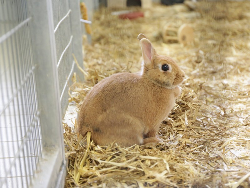 Zwergkaninchen suchen auch neue Besitzer.