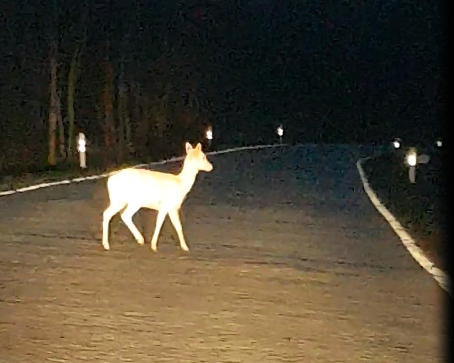 Video weiÃŸes Bambi