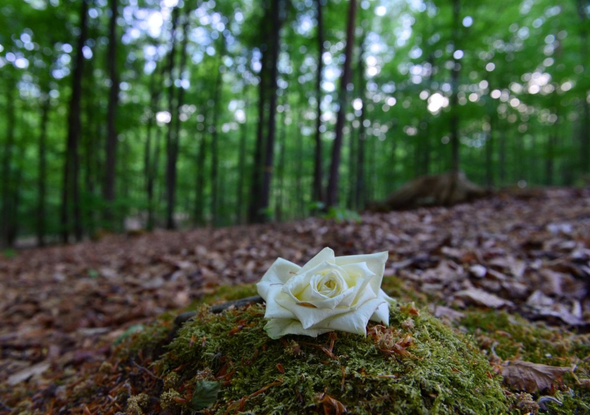 Waldfriedhof.jpg