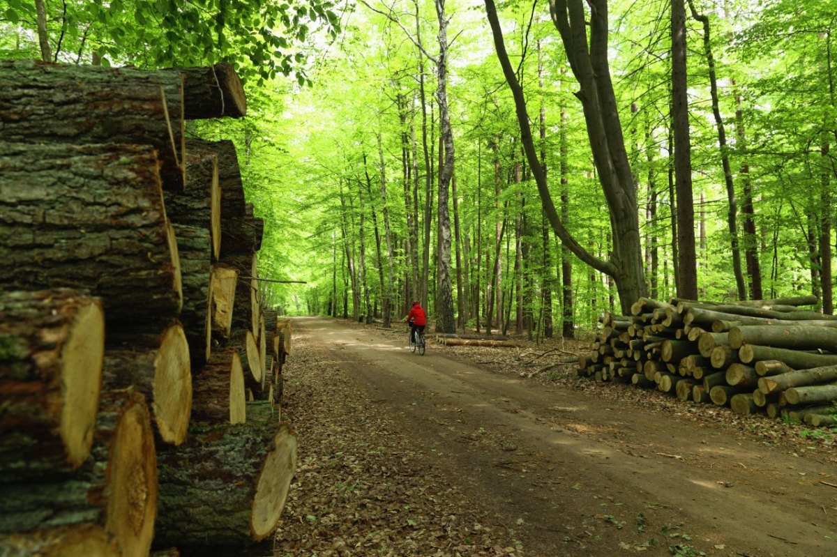 Waldweg