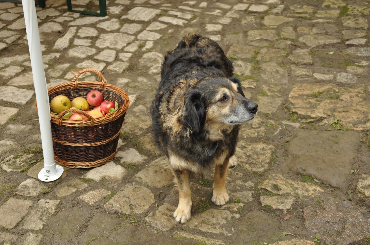 Auch Hund Charlie ist ein beliebter "Therapeut" im Weberhof.