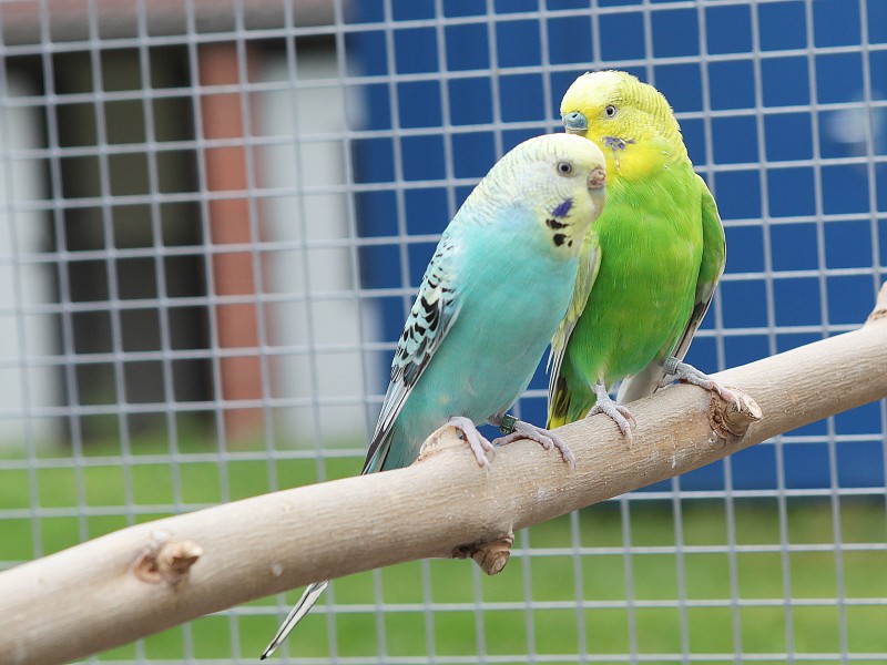 Die haben doch einen Vogel: Und nicht nur einen, Wellensittiche, Nymphensittiche, ein japanisches Mövchen und auch ein Bourkesittich.