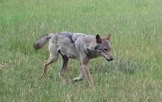 Wolf-Thüringen-Ohrdruf