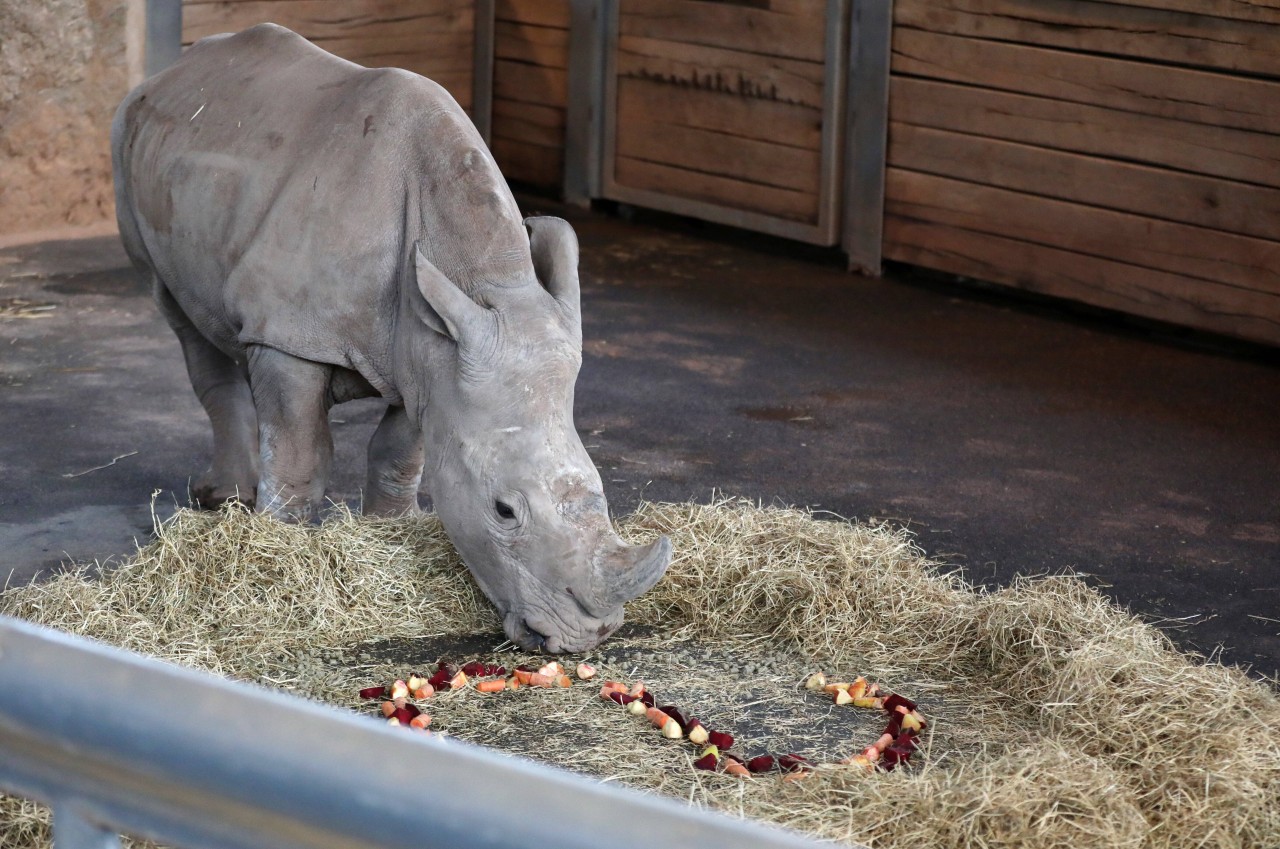 Zwei Nashörner verlassen den Zoopark Erfurt. Eines davon ist Kiano. (Archivbild)