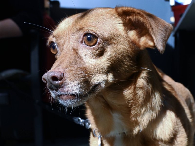 a4 thüringen hund.jpg