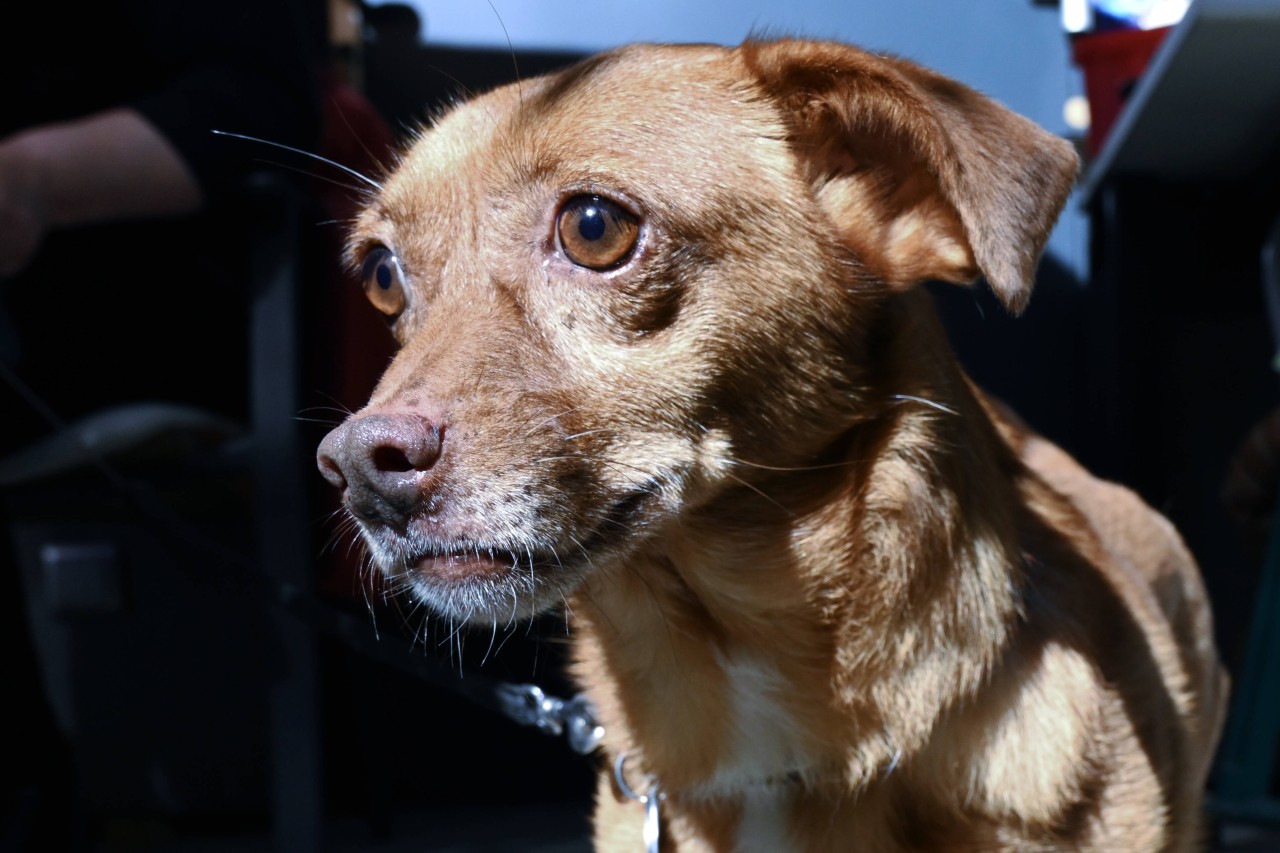 Auf der A4 in Thüringen hat es einen tragischen Unfall gegeben! Ein Hund hatte keine Chance. (Symbolbild)