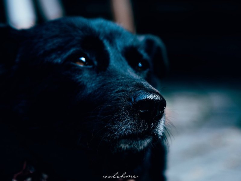 armer hund.jpg