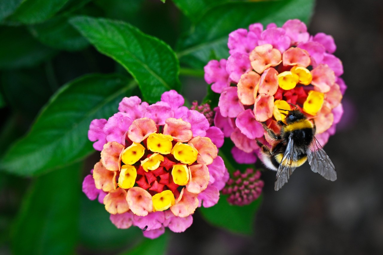 Erfurt mäht die Buga-Blumen ab. Dahinter steckt ein triftiger Grund. (Symbolbild) 