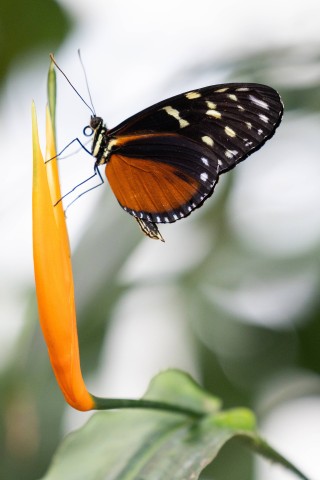 Insekten wie Schmetterlinge fühlen sich in der Blütenpracht der Buga in Erfurt besonders wohl. 