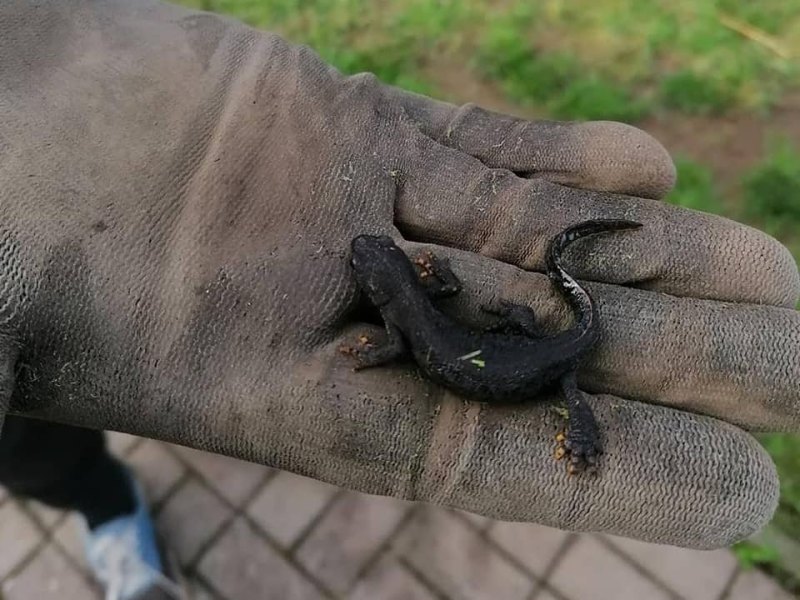 drache thüringen