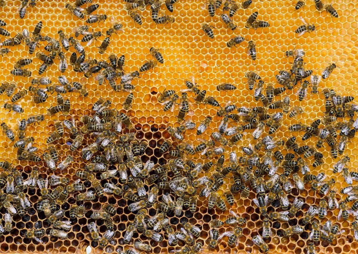 erfurt bienen.jpg