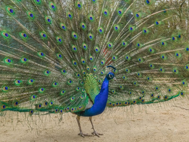 gotha pfau.jpg