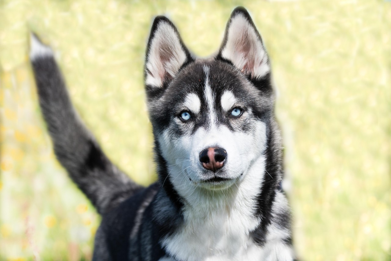 Hund in Jena: Miro war ein Wolfshund im Alter von gerade mal einem Jahr. (Symbolbild) 