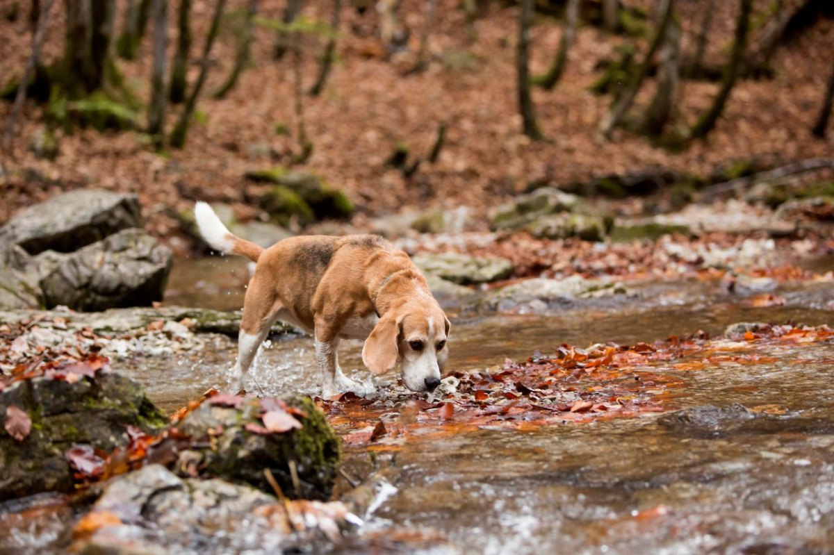 hund beagle.jpg