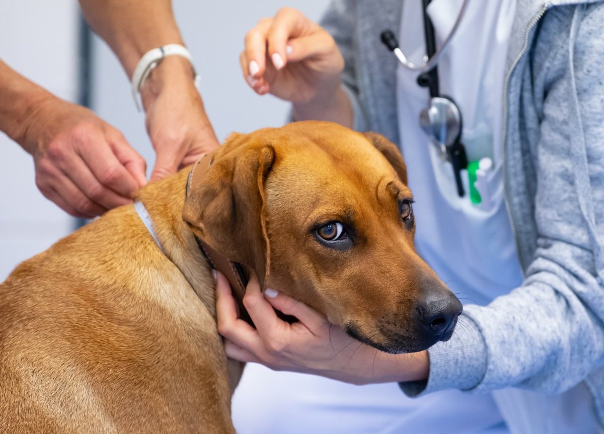 hund erfurt köder ridgeback